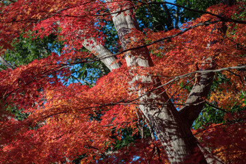 紅葉と幹