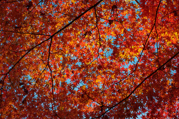 赤い紅葉の透過光