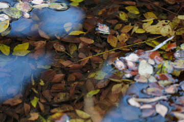 池に溜まっている落ち葉