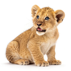 Obraz premium lion cub 4 old