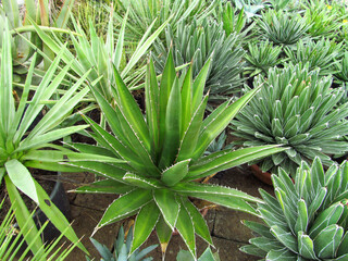 Field of aloe vera plants.
