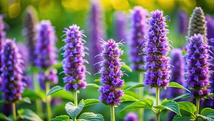 Fototapeta premium Anise Hyssop Flower Close-up, Intense Colors, Nature Photography