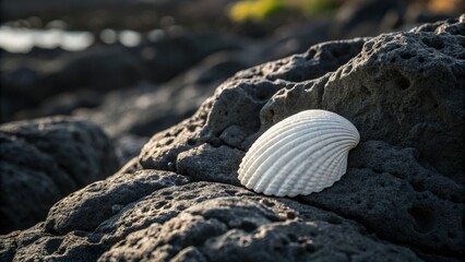 Seashell on Lava Rock