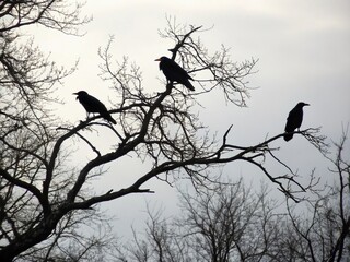 Dark Crow Silhouettes on Bare Branches - Rule of Thirds Black and White Stock Photo