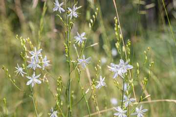 Blooming St Bernard's lilies (Anthericum ramosum) in the natural habitat.