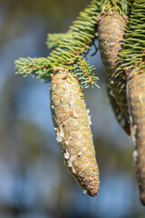 Unripe spruce cone (Genus Picea) with white drops of resin.