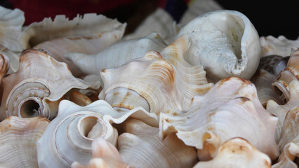 White conch shells are displayed in a handicraft shop at Rameswaram, Tamil Nadu, India