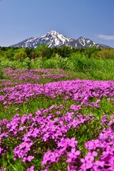 Obraz premium 花咲き誇る 利尻島