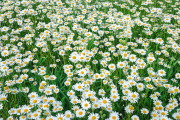 Field of blooming chamomile Matricaria chamomilla with white petals and yellow centers under bright sunlight. High resolution image