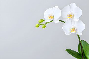 White Orchid flower isolated on background