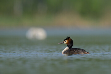 Great crested grebe swimming on a lake