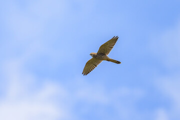 A Common Kestrel in flight on a sunny day in summer