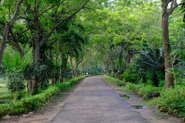 Serene Tree-Lined Pathway in a Lush Green Forest for Natural Mockup Background