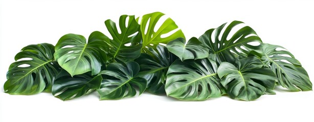 Obraz premium Lush tropical leaves, white background, design element