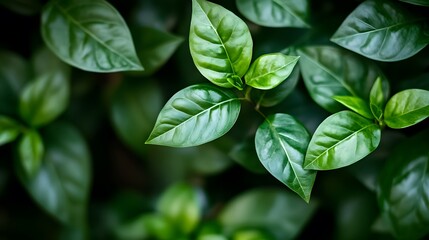Fototapeta premium green leaves of a plant