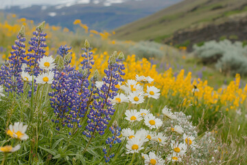 Fototapeta premium Vibrant wildflower meadow featuring purple lupines, white daisies, and yellow blooms under a clear sky
