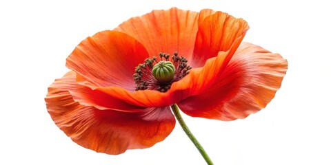 Obraz premium Red Poppy Flower Close-up