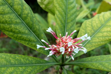 Close up view of Rauvolfia serpentina or Indian Snake Root flowers blooming on bunch with green...