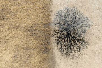 Aerial View of a Single Tree Shadow on Dry Soil