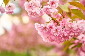 Pink Cherry Blossoms and Blue Sky