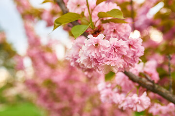 Pink Cherry Blossoms in Bloom