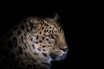 Adult amur leopard, Panthera pardus orientalis, isolated on black background. One of the rarest wild cats in the world and critically endangered, with only around 100 cats left in the wild.
