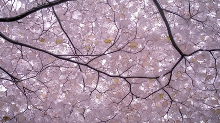 Obraz premium Delicate Branches and Blossoms Under a Pale Sky