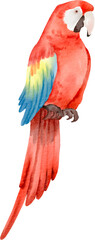 watercolor parrot © Je