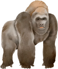 watercolor gorilla © Je