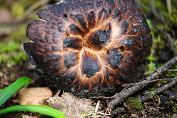 Wild sarcodon imbricatus,edible mushroom in forest of China