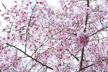 pink cherry blossom