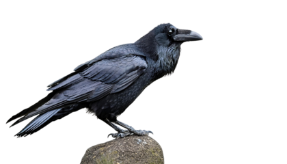 Mysterious black raven bird perched on a branch, showcasing sleek feathers and a sharp beak, perfect for spooky, gothic, or nature-themed designs on transparent background PNG.