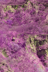 Infrared style, a rocky landscape where vegetation appears in shades of purple. The rocks are textured and rugged