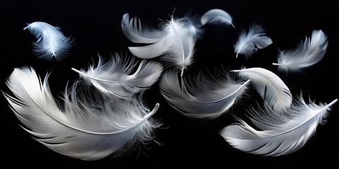 Fototapeta premium Elegant White Feathers Floating on Black Background - Stock Photo