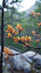 Close-up of a tree branch with orange leaves against a blurred forest background.