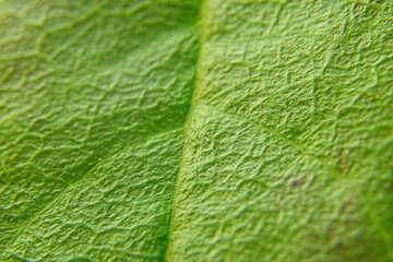 Macro close-up of a green leaf showing detailed texture and veins, highlighting the intricate patterns and natural beauty of plant life.