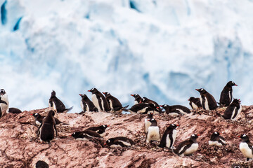 A panoramic view of the Gentoo Penguin -Pygoscelis papua- colony on Cuverville Island, on the Antarctic Peninsula