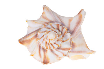 Single sea shell of Aliger gigas known as the queen conch isolated on white background, close up
