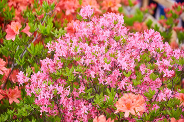 Obraz premium Pink Azalea Bush