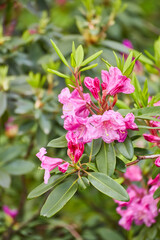 Pink Azalea Bush