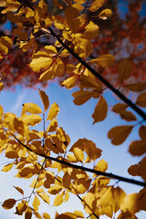 Beautiful autumn leaves on the tree against the sky, autumn vibes