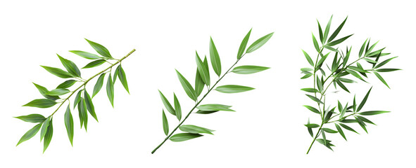 Naklejka premium Isolated green bamboo leaves on a transparent background for design use