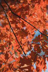 Beautiful autumn leaves on the tree against the sky, autumn vibes