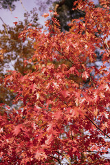 Beautiful autumn leaves on the tree against the sky, autumn vibes