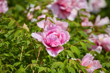 Pink Tree Peony