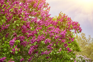 Obraz premium Lilac in Bloom