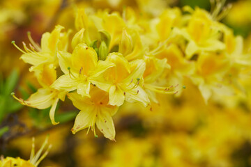 Yellow Azalea Blossoms
