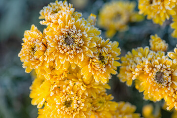 Yellow chrysanthemums in frost - winter beauty. Yellow chrysanthemums covered with a thin layer of frost. The moment of nature's transition to the cold season. The fragile border of autumn and winter