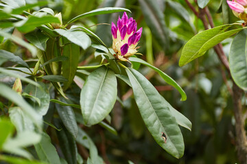 Rhododendron Bud Close-Up