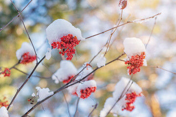 Snow-covered red rowan berries on tree branches.
Juicy red rowan berries, dusted with fresh snow. Bright red rowan berries under white snow.